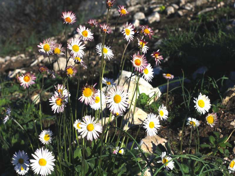 Bellis sylvestris / Margherita autunnale